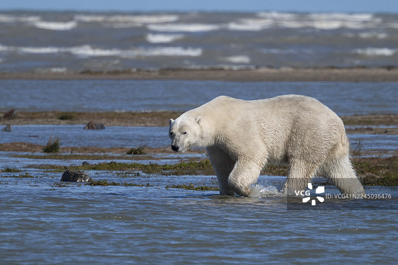 一只北极熊在岩石海岸的浅水中行走，哈德逊湾，丘吉尔，马尼托巴，加拿大图片素材