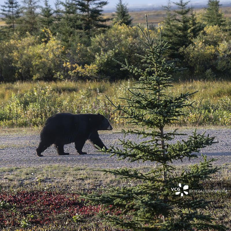 一只黑熊在晴朗的天空下，沿着一条砂石小路走过森林和草地。哈德逊湾，丘吉尔，马尼托巴，加拿大图片素材