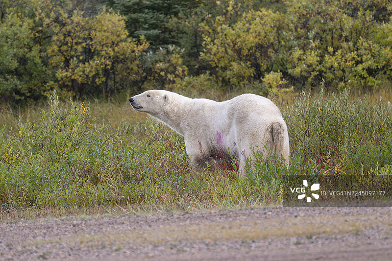 一只北极熊站立在茂密的绿色和黄色植被中，背景是浓密的树林。哈德逊湾，丘吉尔，马尼托巴省，加拿大图片素材