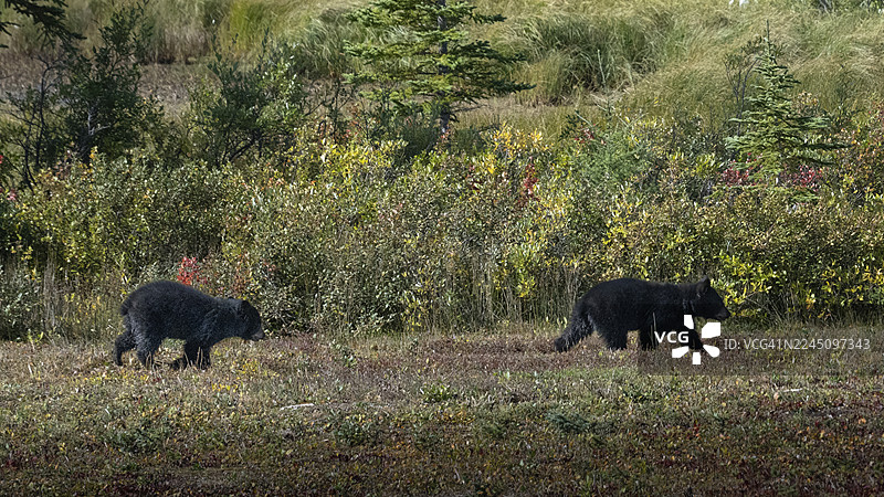 两只黑熊走在森林草地上，绿意盎然，树叶色彩斑斓。哈德逊湾，丘吉尔，马尼托巴，加拿大图片素材
