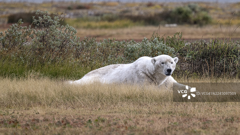 北极熊，哈德逊湾，马尼托巴省丘吉尔，加拿大图片素材