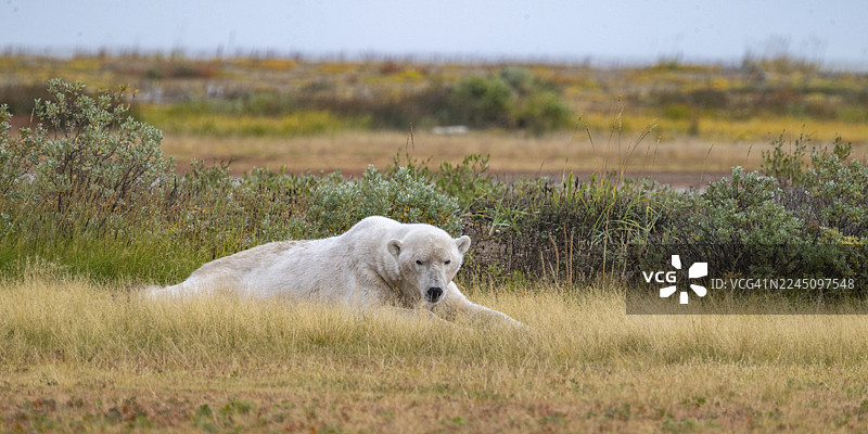 一只北极熊在秋色背景下的苔原草地上休息。哈德逊湾，丘吉尔，马尼托巴，加拿大图片素材