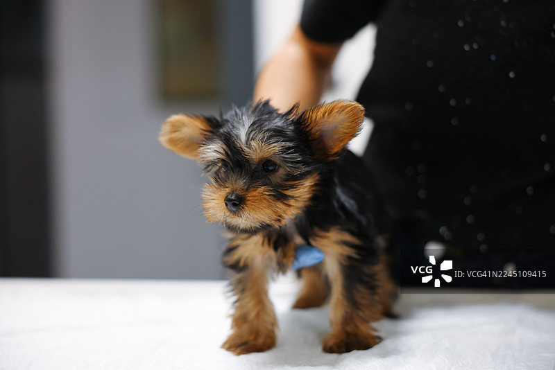 兽医在诊所检查骑士约克夏梗犬图片素材