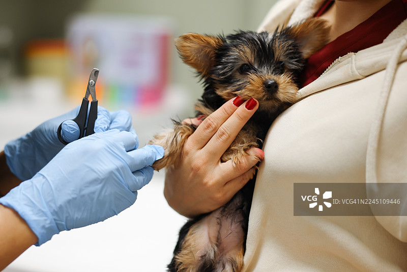 狗狗在兽医诊所修剪指甲图片素材