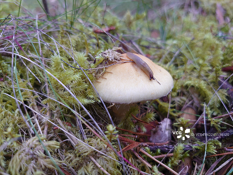 柠檬蛞蝓（Malacolimax tenellus）在晚秋牡蛎伞（Sarcomyxa serotina）上图片素材