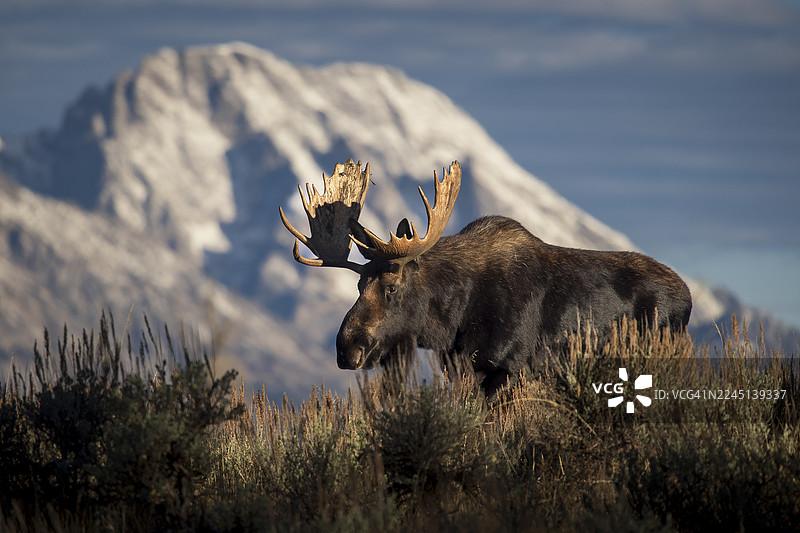 大提顿国家公园的雄鹿肖像图片素材