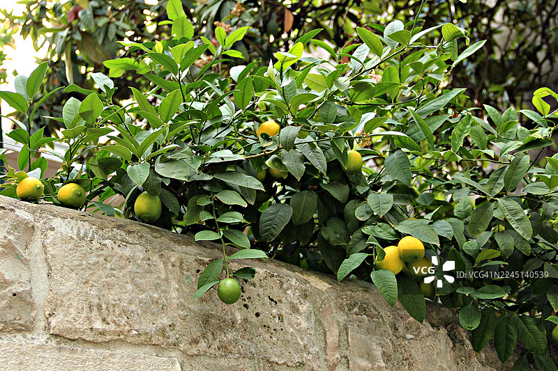 柠檬树图片素材