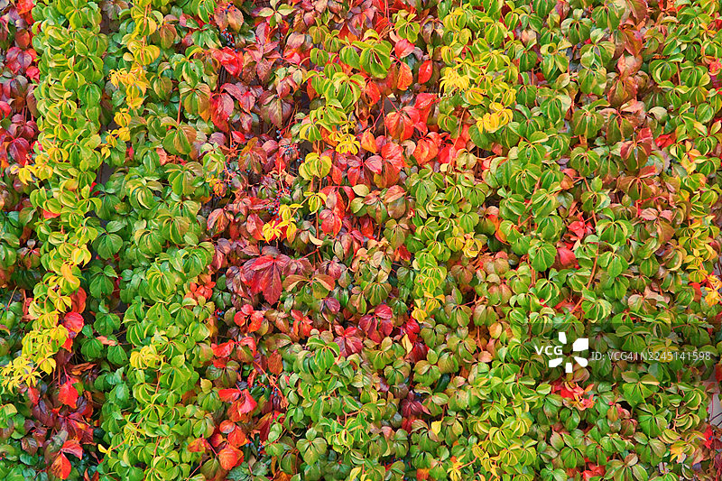 墙上的常春藤图片素材