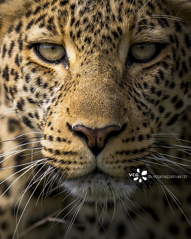 特写镜头：一只豹子正走向镜头，它位于马赛马拉保护区图片素材