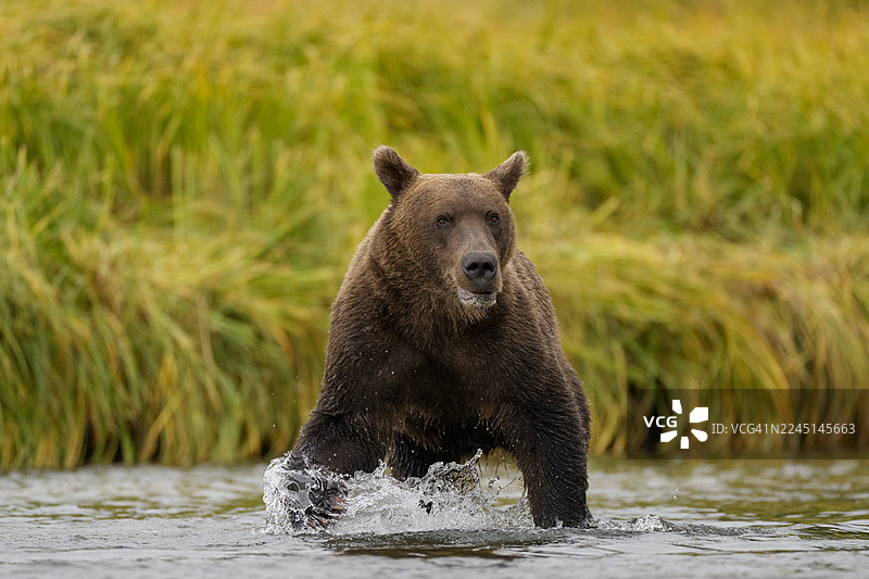 阿拉斯加克拉克湖国家公园的海岸棕熊图片素材