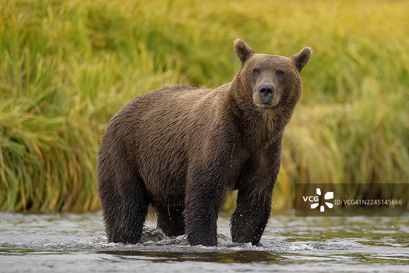 阿拉斯加克拉克湖国家公园的海岸棕熊图片素材