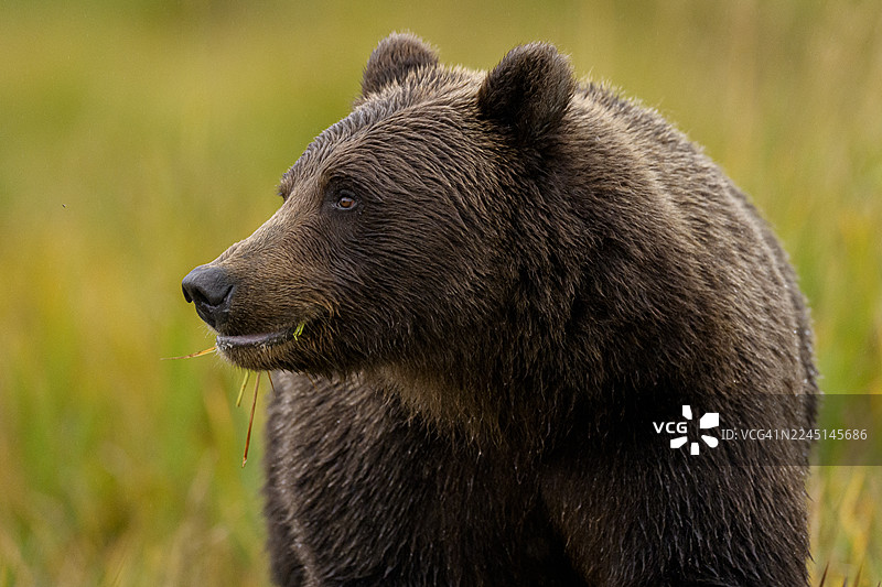 阿拉斯加克拉克湖国家公园的棕熊图片素材