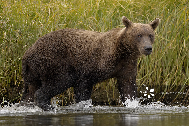 阿拉斯加克拉克湖国家公园的海岸棕熊图片素材