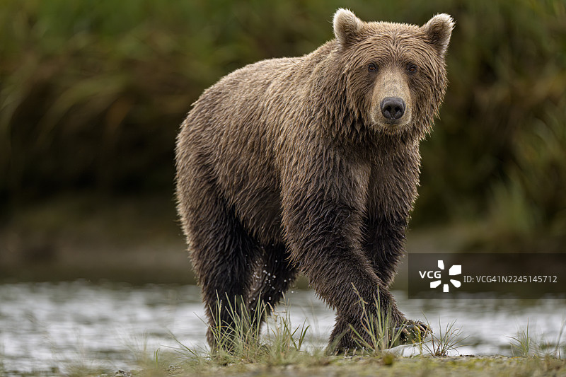 阿拉斯加克拉克湖国家公园的海岸棕熊图片素材
