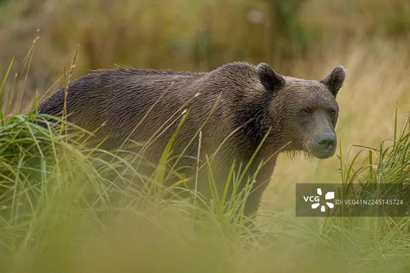 阿拉斯加克拉克湖国家公园的海岸棕熊图片素材