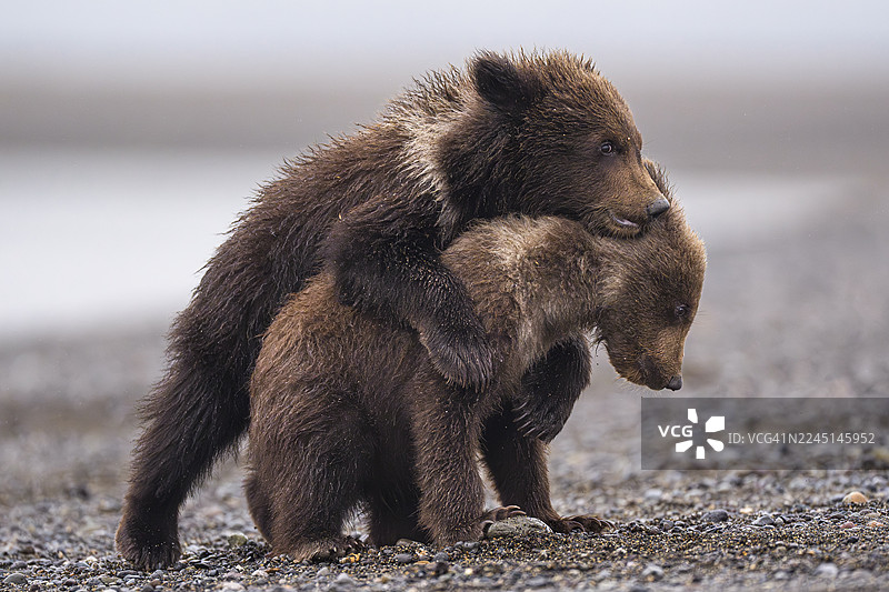 阿拉斯加克拉克湖国家公园的海岸棕熊幼崽图片素材