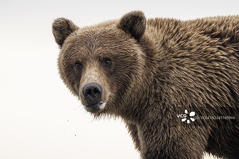 阿拉斯加克拉克湖国家公园的海岸棕熊图片素材