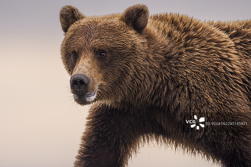 克拉克湖国家公园的阿拉斯加海岸棕熊图片素材