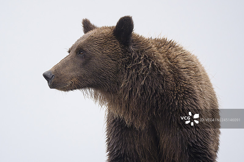 阿拉斯加克拉克湖国家公园的海岸棕熊图片素材