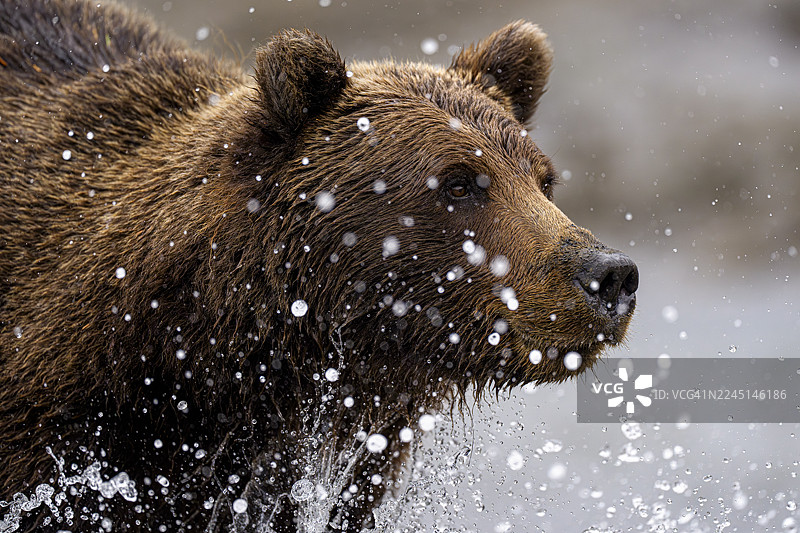 阿拉斯加克拉克湖国家公园的海岸棕熊图片素材