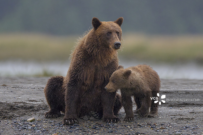阿拉斯加湖泊国家公园的海岸棕熊图片素材