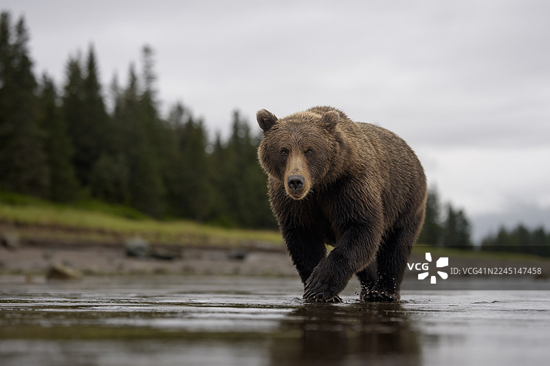 阿拉斯加克拉克湖国家公园的海岸棕熊图片素材