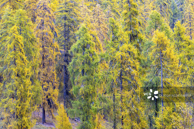 落叶松林，黄色落叶松（Larix），秋季，阿尔德兹，恩加丁，格劳宾登，瑞士图片素材