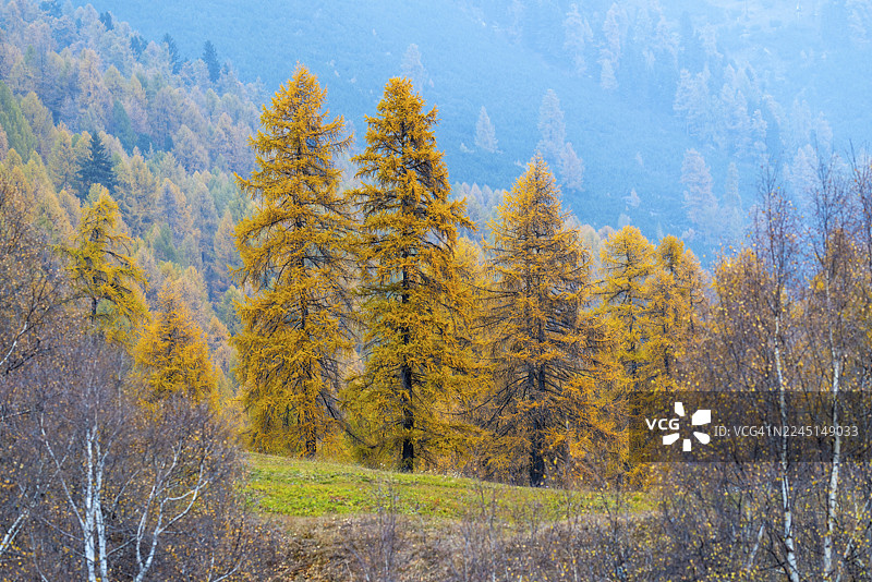黄色的落叶松（Larix），秋季，采尔内茨，恩加丁，格劳宾登，瑞士图片素材
