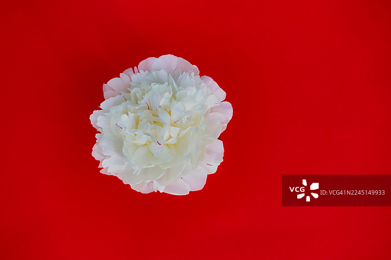 红色背景下牡丹花的特写图片素材