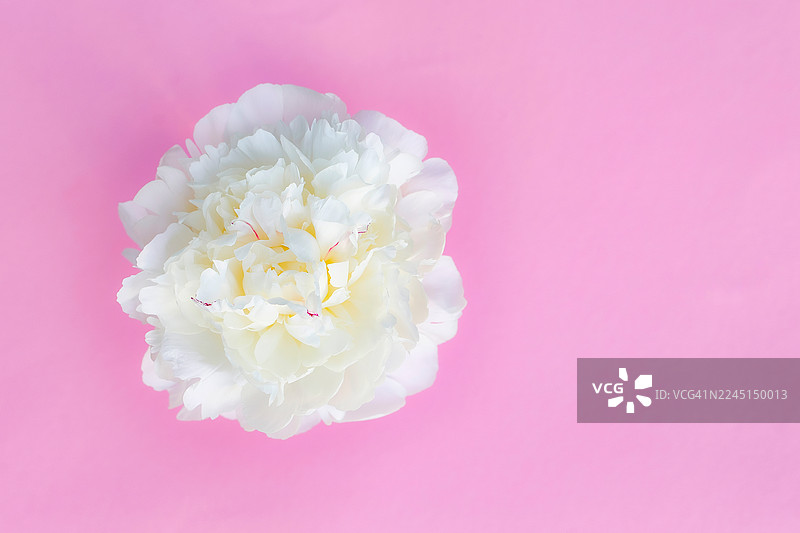 粉色背景上的白牡丹——浪漫、卡片和装饰的柔美花卉之美图片素材