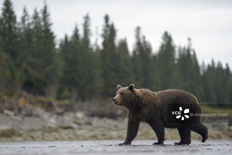 阿拉斯加湖泊国家公园的海岸棕熊图片素材