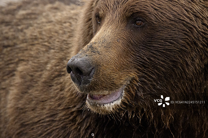 阿拉斯加湖泊国家公园的海岸棕熊图片素材