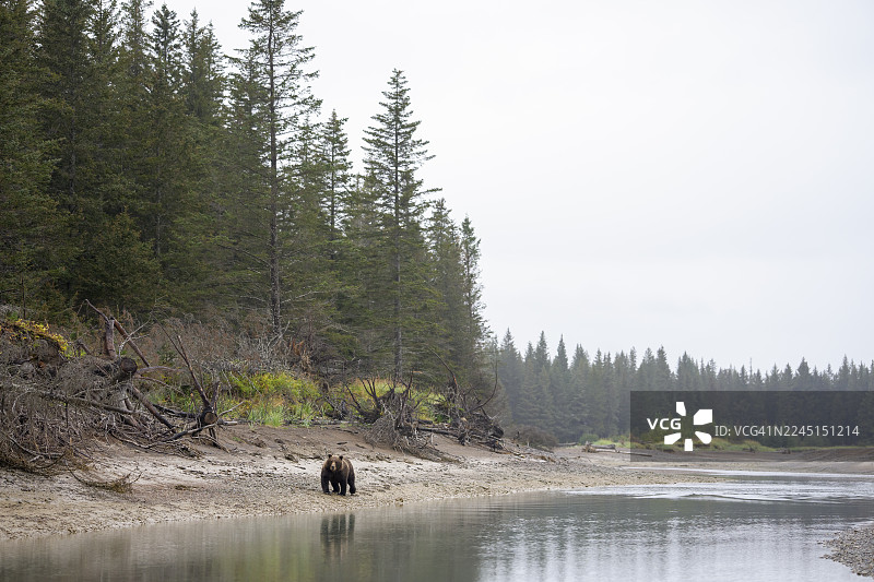 阿拉斯加湖泊国家公园的海岸棕熊图片素材