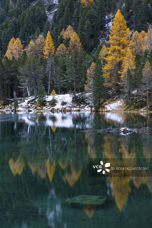 帕尔普格纳湖，高山湖泊，秋季色彩的混交林（落叶松），雪，秋天，菲利苏尔山绿，阿尔布拉山口，格劳宾登，瑞士图片素材