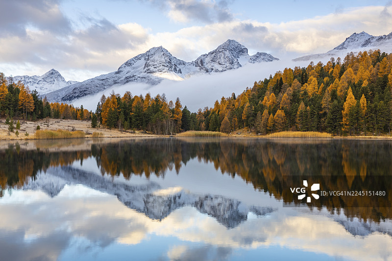 秋季,雪山峰峦前,湖泊Stazer湖中的混合落叶松林倒影。阿尔巴纳峰、朱利耶峰、奈尔峰、波拉斯钦峰,塞莱里纳/施拉里尼亚,恩加丁,格劳宾登,瑞士图片素材