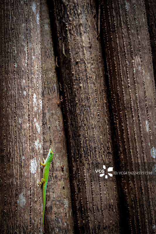 一只身上有橙色斑点的鲜绿色壁虎，栖息在一个纹理独特的表面上。图片素材