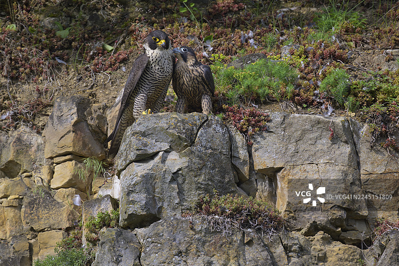 游隼(Falco peregrinus),幼鸟乞食,生物圈保护区,士瓦本汝拉山,巴登-符腾堡州,德国图片素材