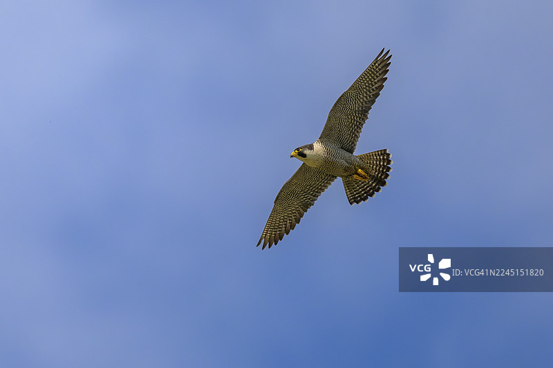 游隼(Falco peregrinus),游隼,在蓝天下的飞翔,生物圈保护区,施瓦本汝拉山,巴登-符腾堡州,德国图片素材