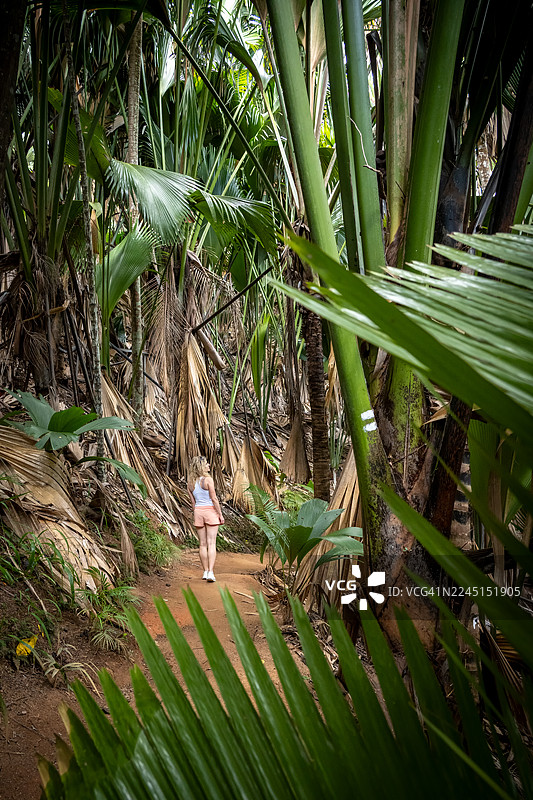 塞舌尔普拉兰岛上的联合国教科文组织世界遗产——马埃谷地自然保护区图片素材