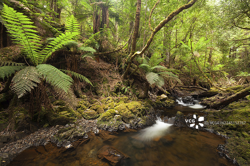 塔斯马尼亚哲人瀑布的亚瑟河，位于深绿色的森林中，生长着桃金娘科植物和蕨类植物图片素材