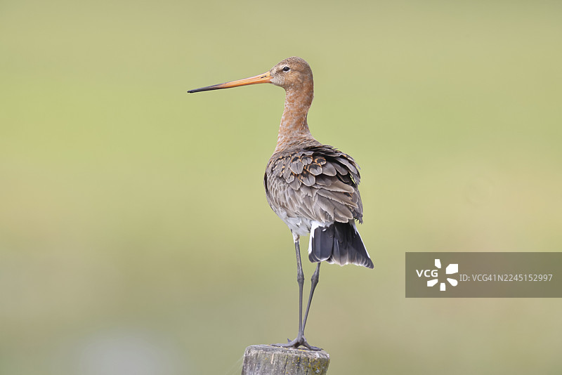 黑尾廋（Limosa limosa），坐在篱笆桩上，鹬鸟，野生动物，自然摄影，湿地，牛沼，杜默湖，伦布鲁赫，下萨克森，德国图片素材