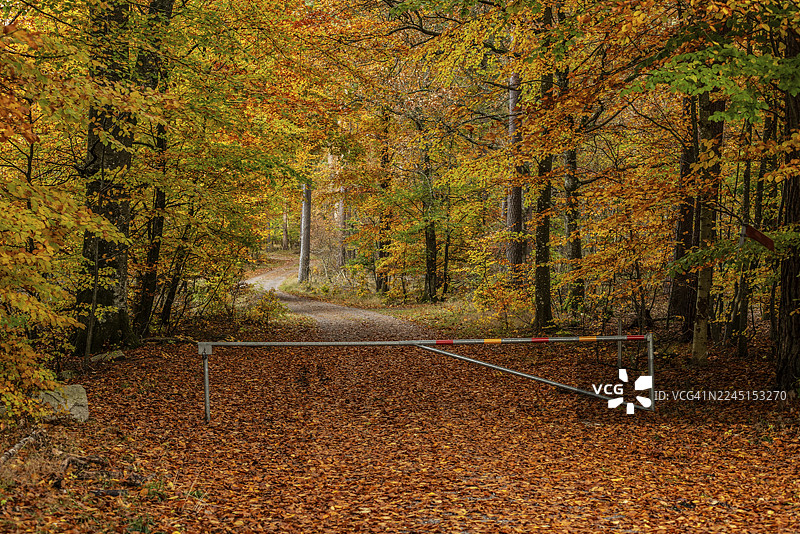 瑞典斯科讷省斯乔博市镇斯诺格霍尔姆秋色正浓的欧洲山毛榉森林中的林间小路，有路障图片素材