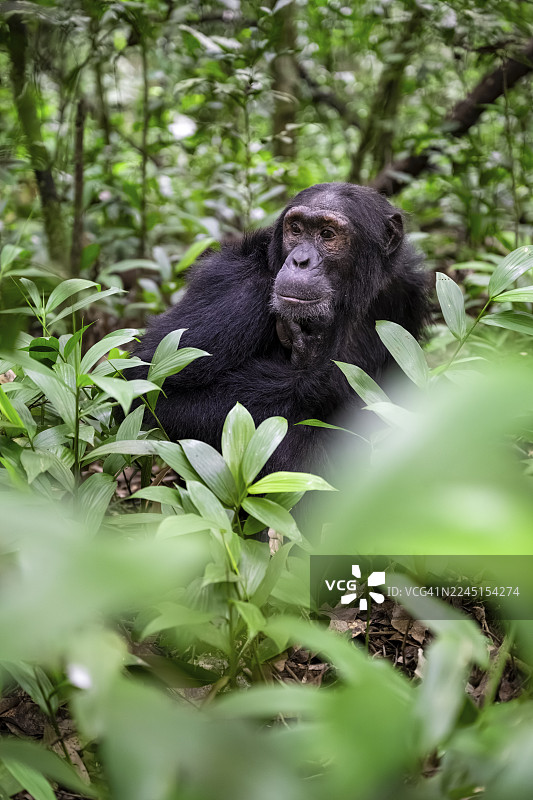 黑猩猩（黑猩猩），雄性，在地面上，乌干达基巴莱国家公园的丛林中图片素材