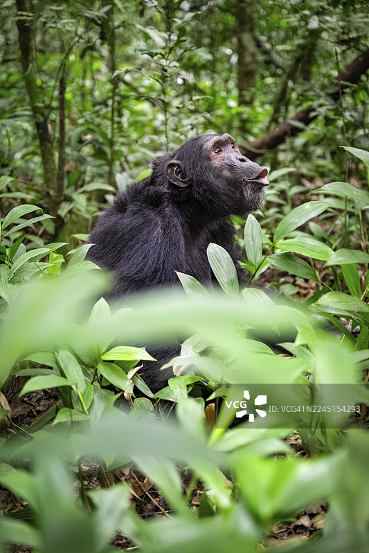 黑猩猩（黑猩猩）在乌干达基巴莱国家公园的丛林中呼唤，雄性在地面上图片素材