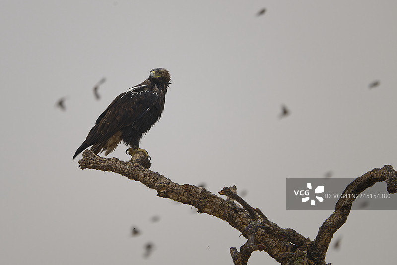 伊比利亚帝国雕图片素材