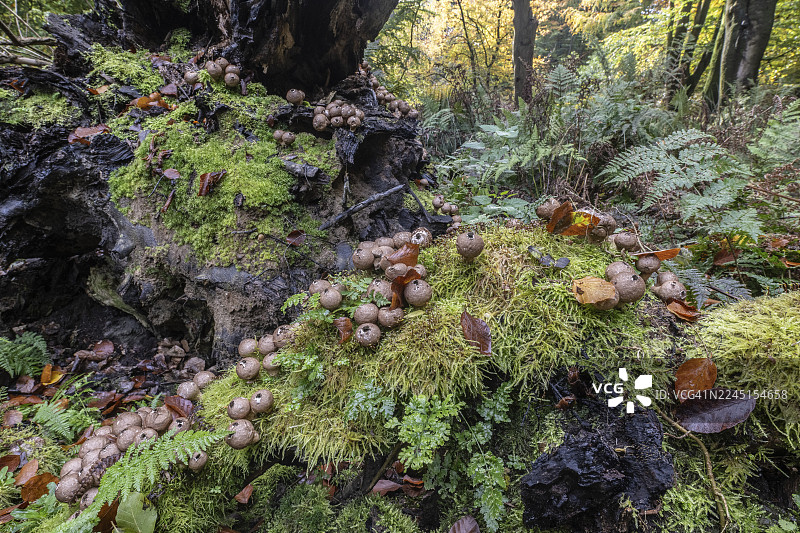 梨形马勃菌 (Lycoperdon pyriforme)，德国下萨克森州埃姆斯兰图片素材