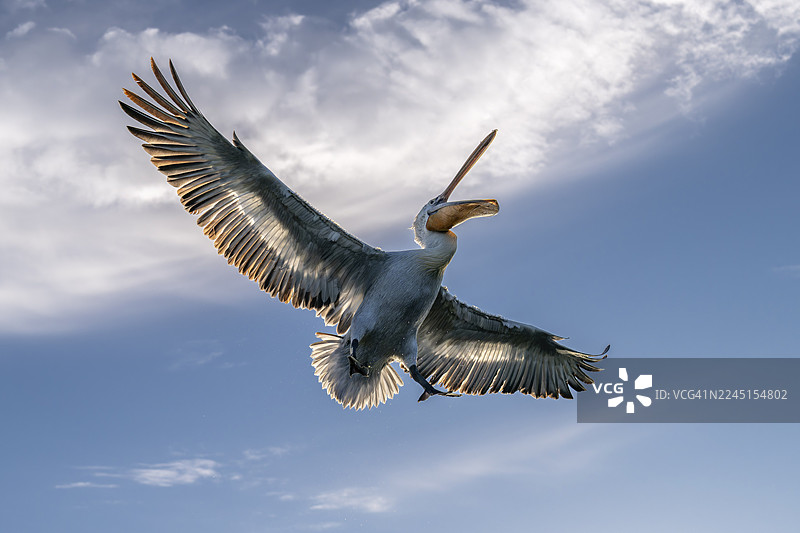 大斑鹈鹕（Pelecanus crispus），大斑鹈鹕，飞行，凯尔基尼湖，希腊图片素材