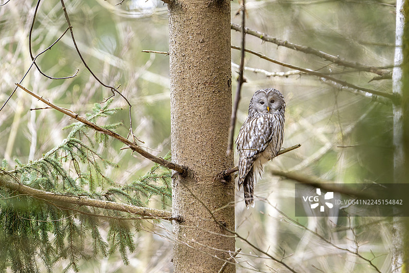 乌拉尔猫头鹰（Strix uralensis），猫头鹰，栖息在树枝上，斯洛文尼亚科罗什卡图片素材