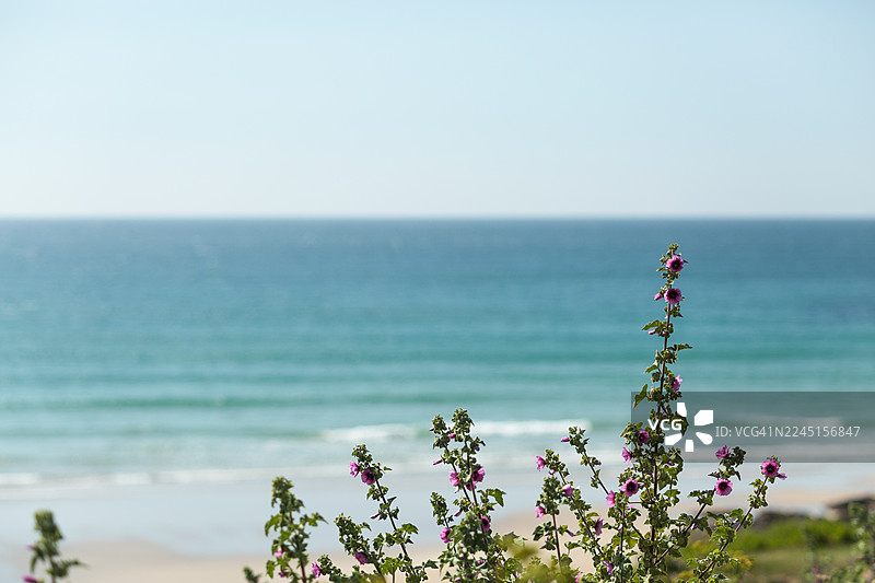 树锦葵，背景为波尔泽思海滩图片素材