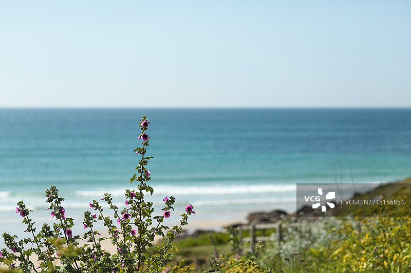 树锦葵，后面是波尔泽思海滩图片素材